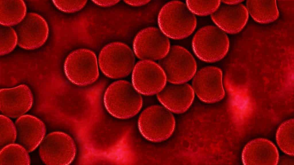 close up of red blood cells
